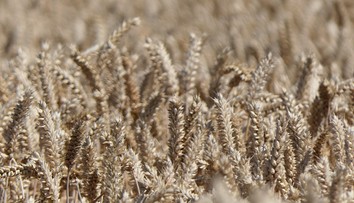 Rusko a Turecko dosiahli dohodu: Africkým krajinám v núdzi budú bezplatne dodávať obilie