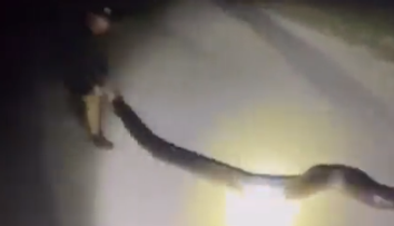 VIDEO: Zámer im vyšiel do bodky. Partii chlapov sa na Floride podarilo uloviť obrieho pytóna