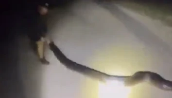 VIDEO: Zámer im vyšiel do bodky. Partii chlapov sa na Floride podarilo uloviť obrieho pytóna