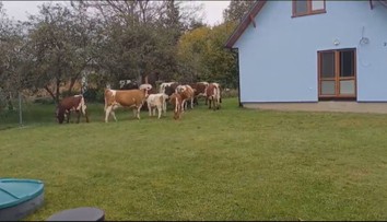 V Ladomirovej pri Svidníku sa ľudia boja o deti. Okolo domov sa im prechádzajú kravy aj býk