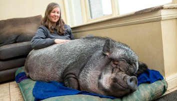 Malo to byť miniprasiatko, no dnes má 130 kilogramov. Má sa však ako „prasa v žite“