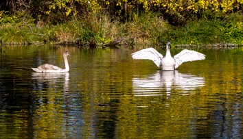 Na Slovensko sa vrátila vtáčia chrípka. Ide o formu, ktorá môže byť nebezpečná aj pre človeka