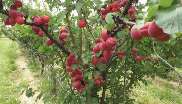 Už dozreli aj marhule. Pestovatelia hovoria o mimoriadne dobrej úrode