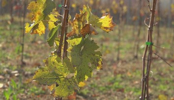 Vinohradníci to majú stále ťažšie. Naše vinohradníctvo je na tom najhoršie za posledných 30 rokov