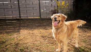 Niekto hodil petardu na dvor domu. Vybuchla psovi v papuli