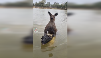 VIDEO: Muž sa vrhol na dvojmetrovú kenguru, ktorá v rieke topila jeho psa