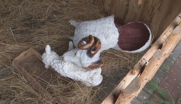 Neštítia sa už ničoho. Vandali zničili zvieratá v Betleheme v Giraltovciach