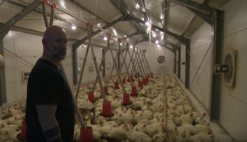 Rukami mu prejde 10-tisíc kurčiat ročne. Farmár Marek ich zákazníkom rozváža osobne