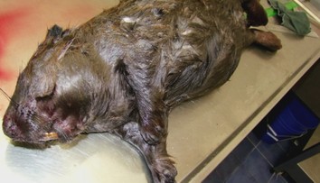 Bitka na život a na smrť: Pri Zelenom plese sa do seba pustili bobor a rys