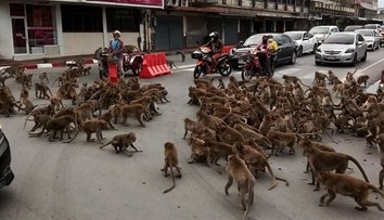 VIDEO: Vodičom sa naskytla scéna ako z akčného filmu. Na križovatke si to rozdali dva gangy opíc