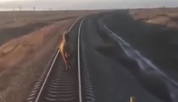 VIDEO: Vlak mal hodinové meškanie. Tvrdohlavé zviera odmietlo zísť z koľajníc