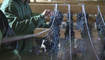 Keď bobuliam pristanú vrásky. Vinári v Topoľčiankach ustlali hroznu, čoskoro z neho spravia víno