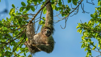 Hrozí, že sa stanú obeťami globálneho otepľovania. Leňochy sú príliš pomalé na to, aby zvládli klimatické zmeny