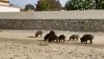 VIDEO: Strach na viacerých plážach Španielska. Stádo diviakov tam ohrozuje dovolenkárov