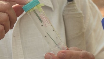 Niekde prežili aj horúčavy. Odborníci hlásia návrat kliešťov, problém to je aj pre majiteľov psov