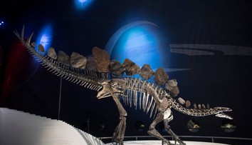 Kostra jedného z najikonickejších dinosaurov ide prvýkrát do dražby. Z nálezcu sa stane milionár