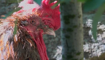 Hlučný kohút Maurice vyhral súd. Môže kikiríkať a jeho majiteľka na ňom ešte zarobí