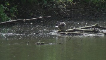 Pri žilinskom vodnom diele sa šíri smrad pripomínajúci rozkladajúce sa mäso
