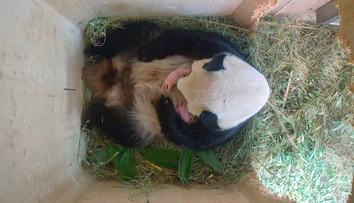 Panda zaskočila viedenskú zoo. Pozrite, čo priviedla na svet