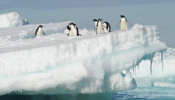 Vírus vtáčej chrípky sa rozšíril až do Anatarktídy. Môže zdecimovať populácie tučniakov