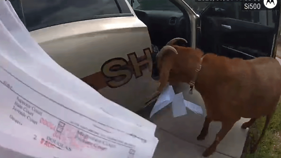 Policajtku napadla zúrivá koza. Video z incidentu teraz baví internet