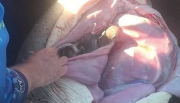 Rybár urobil žralokovi cisársky rez. Vytiahol takmer 100 mláďat