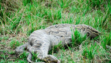 VIDEO: Obrovskému pytónovi sa stala osudnou pažravosť. Zvnútra ho prepichla koza