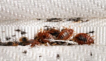 Chystáte sa do Talianska? Dajte si pozor na toto mesto, množia sa v ňom parazity