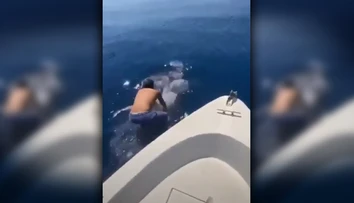 VIDEO: Muž zoskočil z lode na obrovského žraloka, následne na ňom odplával preč