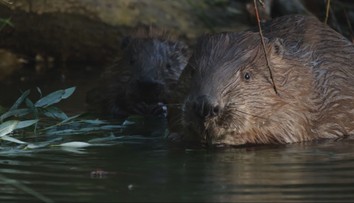 V Nitre prešli bobrom cez rozum. Stromy natreli zmesou, ktorá im zabraňuje hrýzť