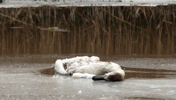 Na Záhorí potvrdili vtáčiu chrípku