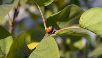 Lienky si robia z bytov zimný hotel. Niektorí hovoria o ich invázii