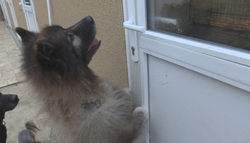 Vrátili sme sa k závažným prípadom týrania psov. Tieto príbehy sa skončili šťastne