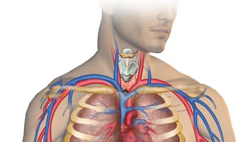 Vedci hovoria o objavení nového ľudského orgánu, má byť najväčší v našom tele