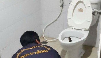 Hrôza na toalete: Muž sa vydesil, keď sa ho niečo zvnútra dotklo. Bol to obrovský pytón