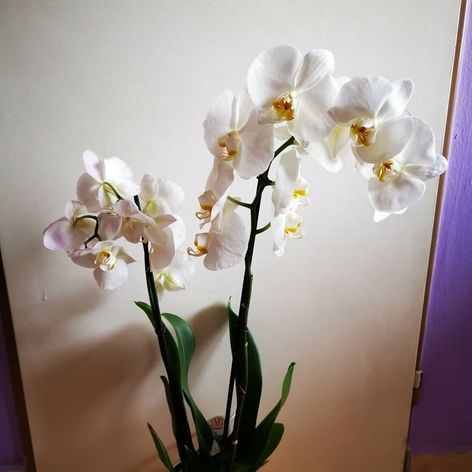 Darček ku Dňu matiek aj s nečakaným bonusom