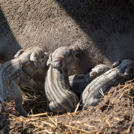 Cecilka vrhla mladé priamo pred zrakmi farmárov