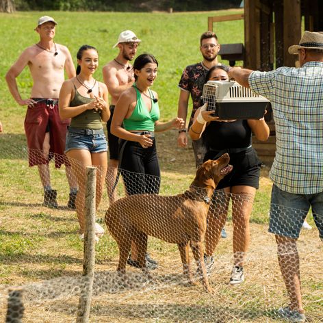 Veselý 21. deň na Farme, nové zvieratá, nové zranenie a guľôčková bitka