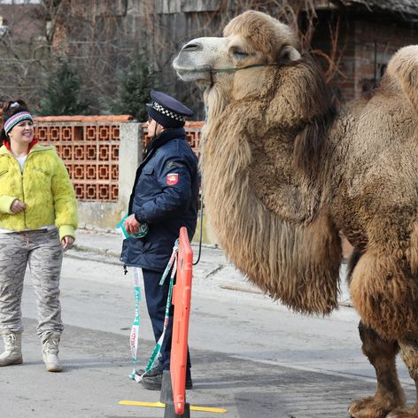 Ťaviak Ali v Hornej Dolnej