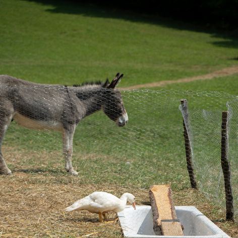 Farmárov čaká poriadna šichta, 22. deň na statku