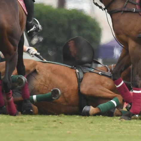 Princ Harry na póle