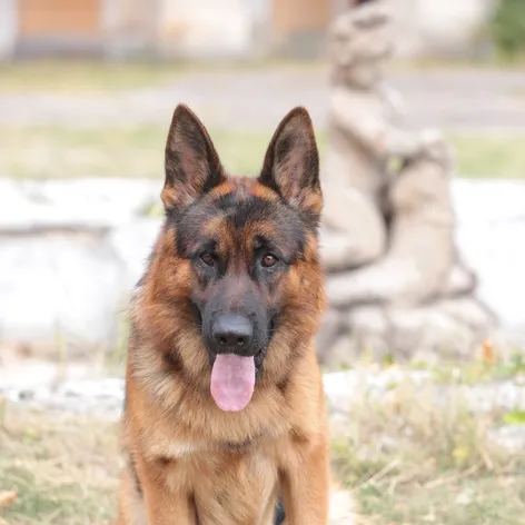 Rex