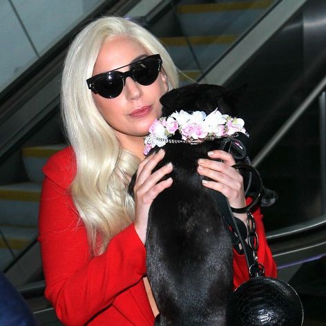 Lady Gaga a jej miláčikovia