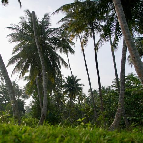 Pokračovanie Ruže pre nevestu na exotickej Srí Lanke