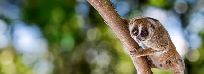 Kukang Movie: Příběh o outloních a lidech