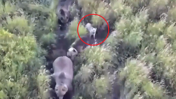 VIDEO: Rodina na Kamčatke nasadila do pátrania po stratenom huskym dron. Keď ho našli, čakalo ich obrovské prekvapenie