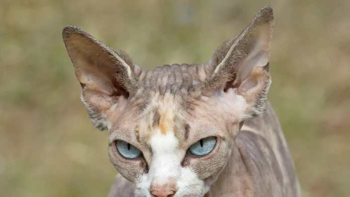 Mačka plemena sphynx.