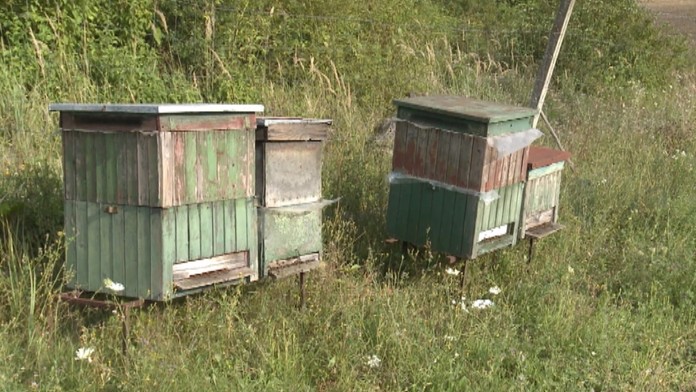 Včelí úľ