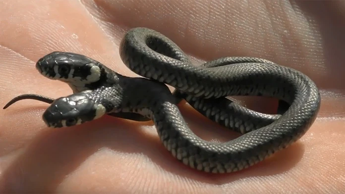 had.jpg