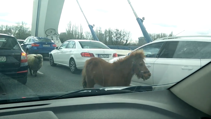 Poník a ovca na moste Apollo. 